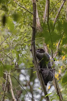 A common woolly monkey, brown woolly monkey