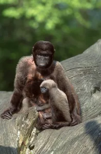 Common Woolly Monkeys (Lagothrix lagotricha)