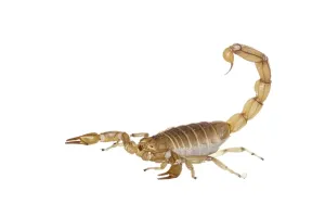 Common Yellow Scorpion (Buthus occitanus)