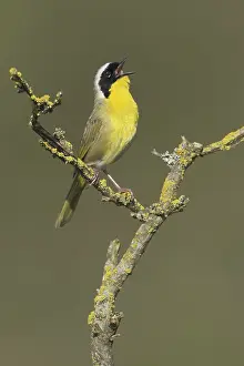 Common Yellowthroat (Geothlypis trichas)