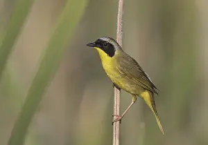 Common Yellowthroat (Geothlypis trichas)