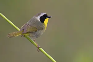 Common Yellowthroat (Geothlypis trichas)