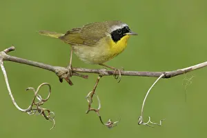 Common Yellowthroat (Geothlypis trichas)