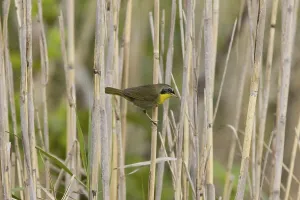 Common Yellowthroat (Geothlypis trichas)