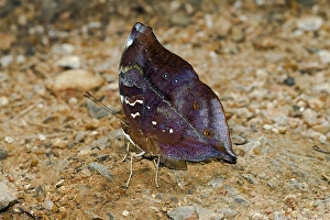 Common Yeoman (Cirrochroa tyche mithila)