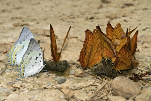 Common Yeoman (Cirrochroa tyche Mithila) and Nawab butterfly (Polyura nepenthes)