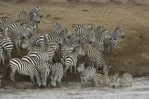 Common Zebra (Equus quagga), herd