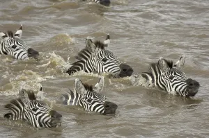 Common Zebra (Equus quagga), herd