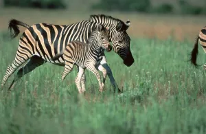 Common Zebras, mare with foal, Pilanesberg Park
