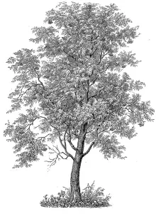 commonly called rowan (Sorbus aucuparia) and mountain ash