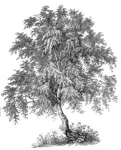 Commonly known as downy birch, warty birch