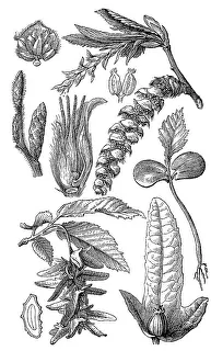 Commonly known as hornbeam (Carpinus betulus)