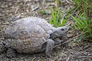 A commonly known tortoise roaming around the park of Weslaco looking for food
