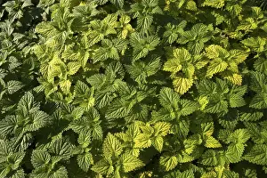 Comon Nettle (Urtica dioica)