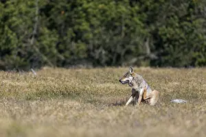 Comparable to the first encounter and only with the difference that this time the wolf pheasant (Canis lupus)
