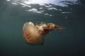 Compass Jellyfish (Chrysaora hysoscella) adult