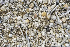 Complete and fragmented shells washed ashore on wrack zone