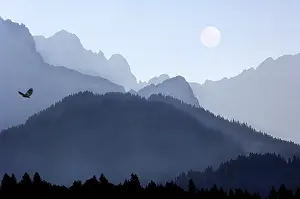 COMPOSING moon eagle