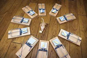 Composite image of a mouse surrounded by mouse traps eating cheese from one of the traps themes of risk danger