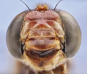 Compound Eyes and Vicious Mouthparts