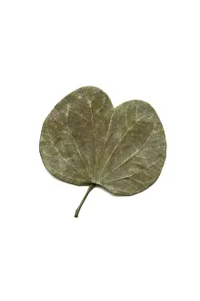 Concept, dry dusera sona bauhinia leaf on white background