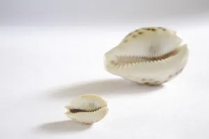 Concept, kaudi shell on white background