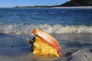 Conch Shell on Shroud Cay, Exuma Cays