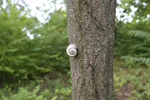 Conch snail on a tree trunk. Cheburgolskaya