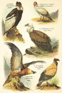 Condor (Sarcorhamphus gymnogyps)