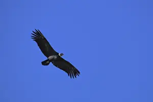 A condor soaring in a clear blue sky with wings fully spread