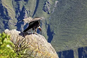 A condor spreads its wings on a rock in a green mountain landscape