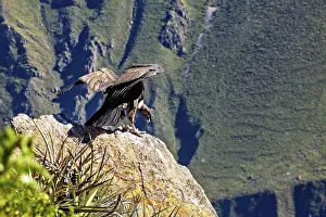 A condor spreads its wings on a rock in a green mountain landscape