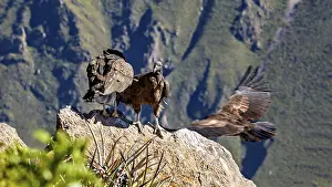 Two condors over rocks in a mountain landscape with outstretched wings