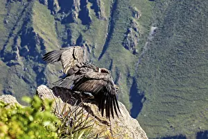 Condors on rocks with outstretched wings in front of a mountain landscape