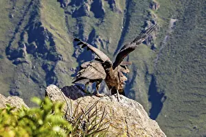 Condors on rocks during wing lifting in front of a mountain backdrop