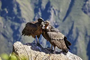 Two condors standing close together on a rock in the middle of a mountain backdrop