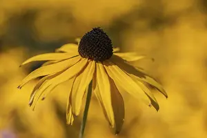 Coneflower (Rudbeckia fulgida)