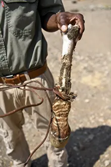Confiscated poacher's trap with the leg of a zebra