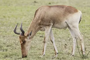 Congoni, hartebeest, Congonis, hartebeest