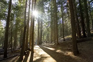Conifer forest, Yosemite National Park