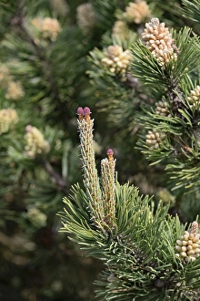 Conifer, Scots pine (Pinus sylvestris)