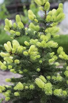 Framed Print : Conifer tree with bright new rising needles Framed Print : Conifer tree with bright new rising needles