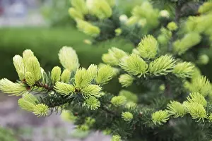 Conifer tree with bright new rising needles