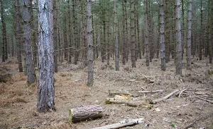 Conifer trees in Rendlesham Forest