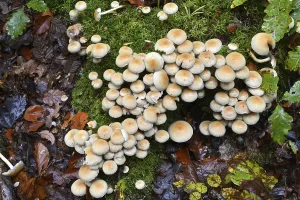 Conifer tuft (Hypholoma capnoides)