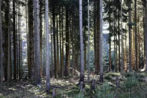 Coniferous forest