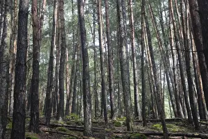 Coniferous forest