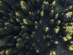 Coniferous forest from above, aerial view
