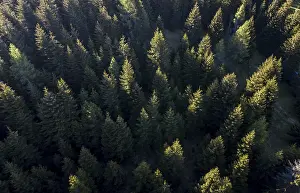 Coniferous forest from above, aerial view