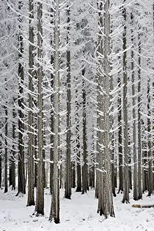 Coniferous forest covered with frost